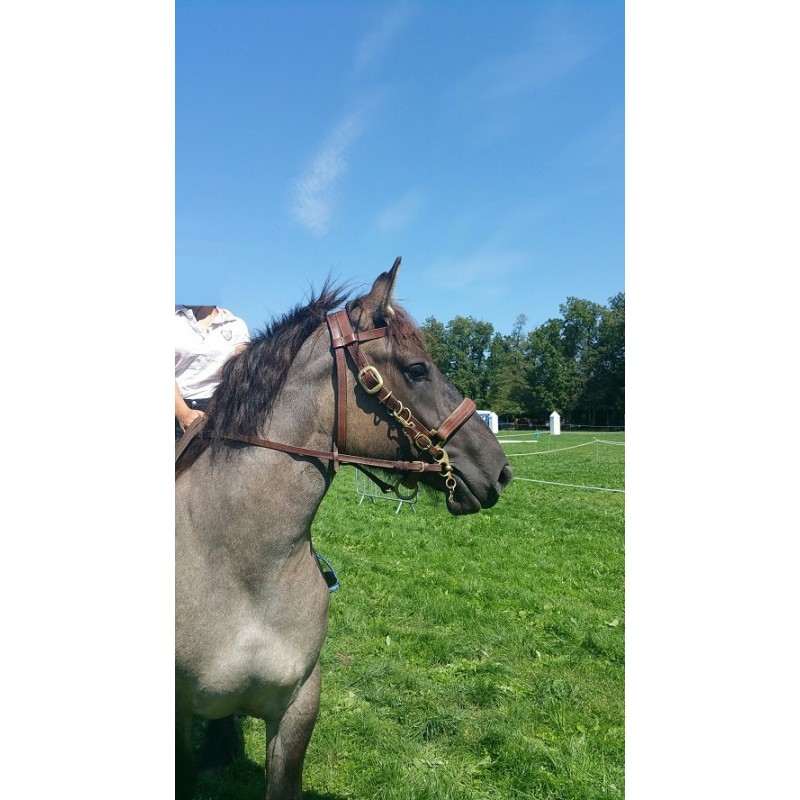 Bridon SUCCESS, Licols, Cheval, Prêt à être expédié