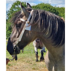 Licol orange Pagony - Briderie de présentation - Briderie - Cheval