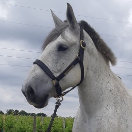 Licol cheval de trait TITAN Taille équine x-full