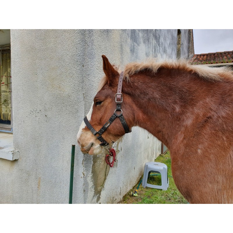 Licol mustang taille Cob pour cheval